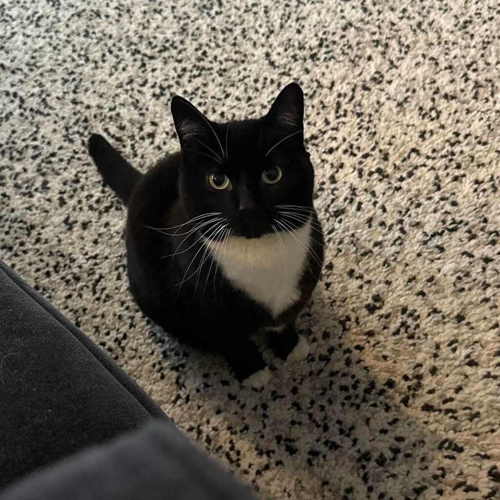 Cat sat on the carpet