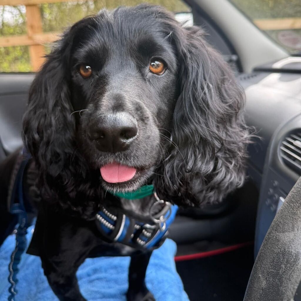 Black cocker spaniel in a van