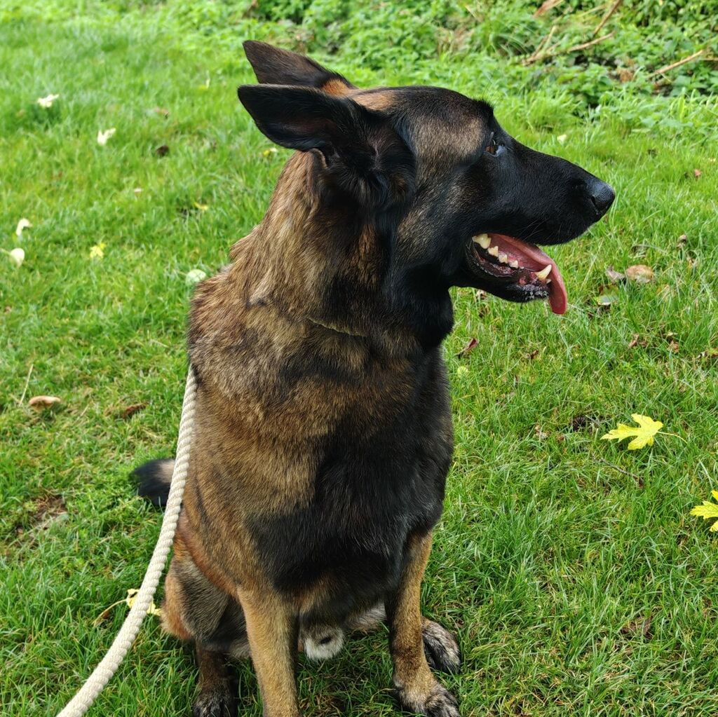 Belgium Malinois sat in the grass