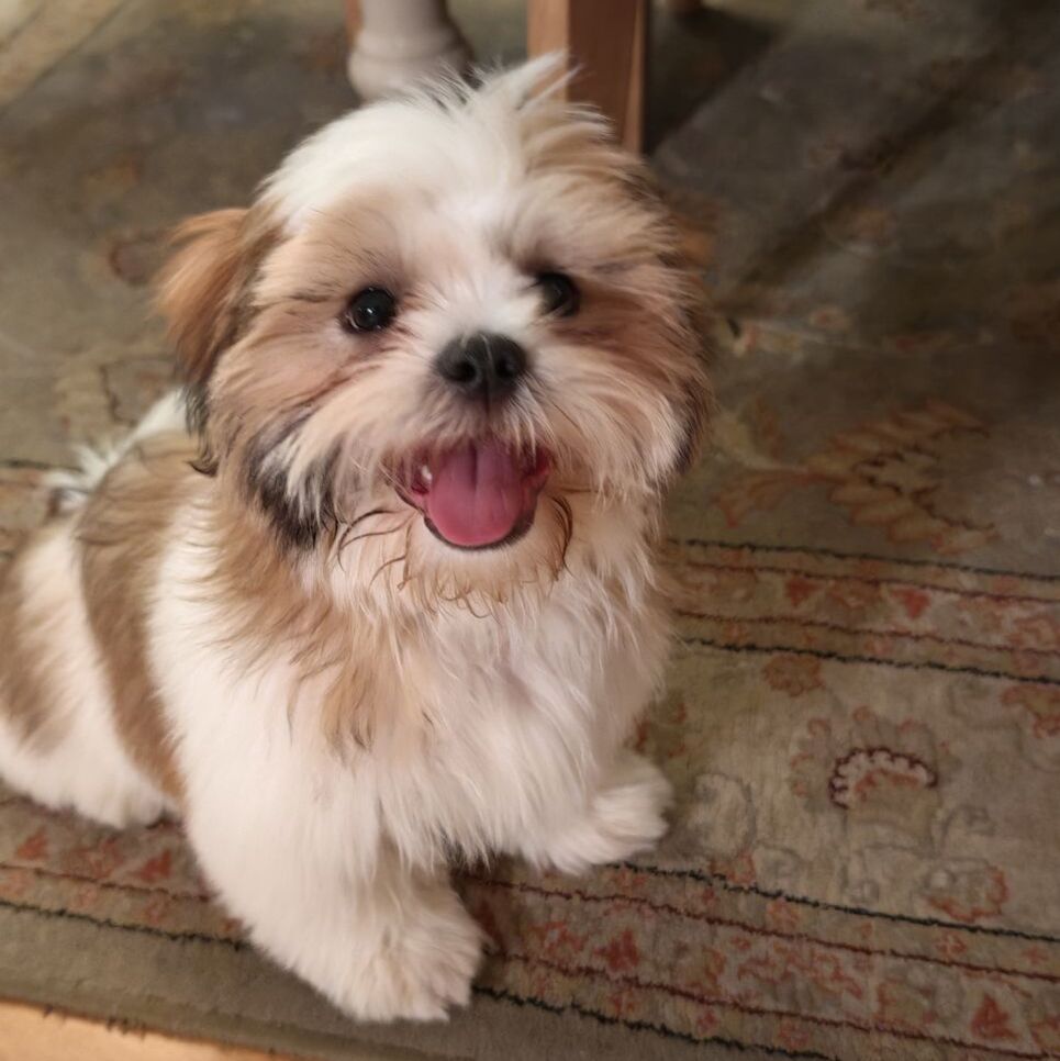 Shorkie puppy on a rug