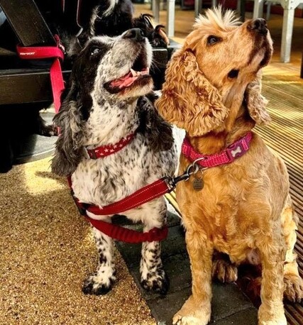 A black and white spaniel next to a ginger one. Both looking up