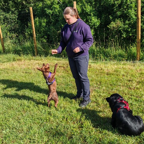 Jazz working for her treat