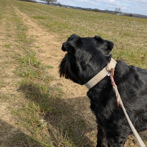 Frida on a solo walk