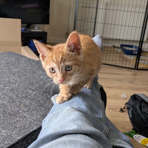 Cheezeburger doing a tightrope