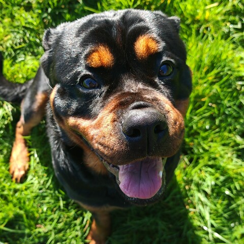 Caesar roaming during a drop-in visit