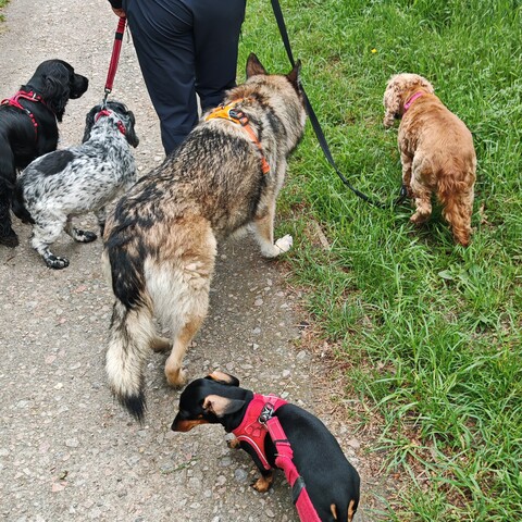 Bella, Beau, Evie and Indigo on a group wander