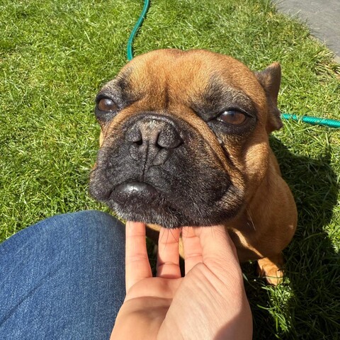 Kane enjoying a chin stroke on a drop-in visit