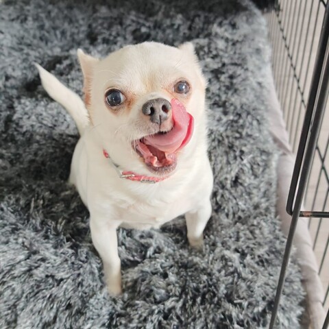 Alfie chilling during a drop-in