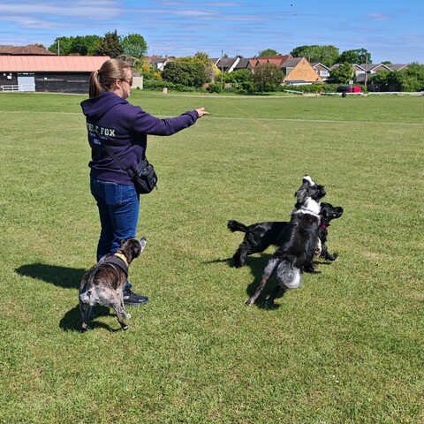 Loki, Ruby & Bernie doing some skills in the park